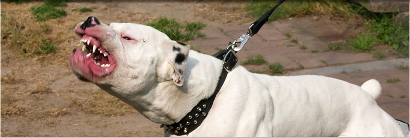 banner_dog_bite